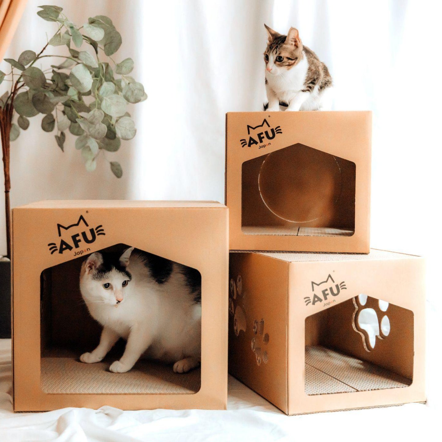 AFU JAPAN 子猫ハウス